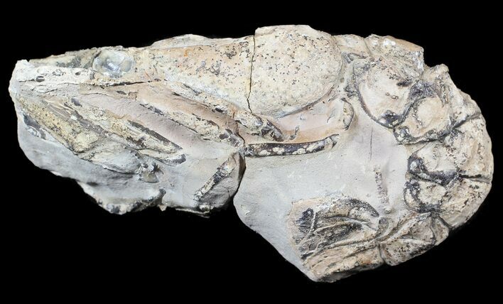 Fossil Lobster (Meyeria) - Cretaceous, Isle of Wight #62908